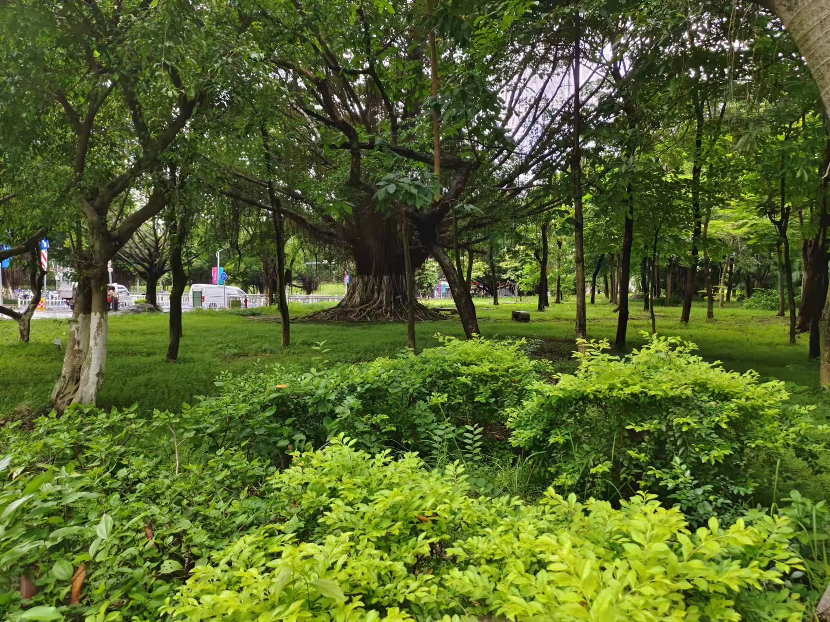 榕樹(shù)林.jpg 榕樹(shù)林.jpg