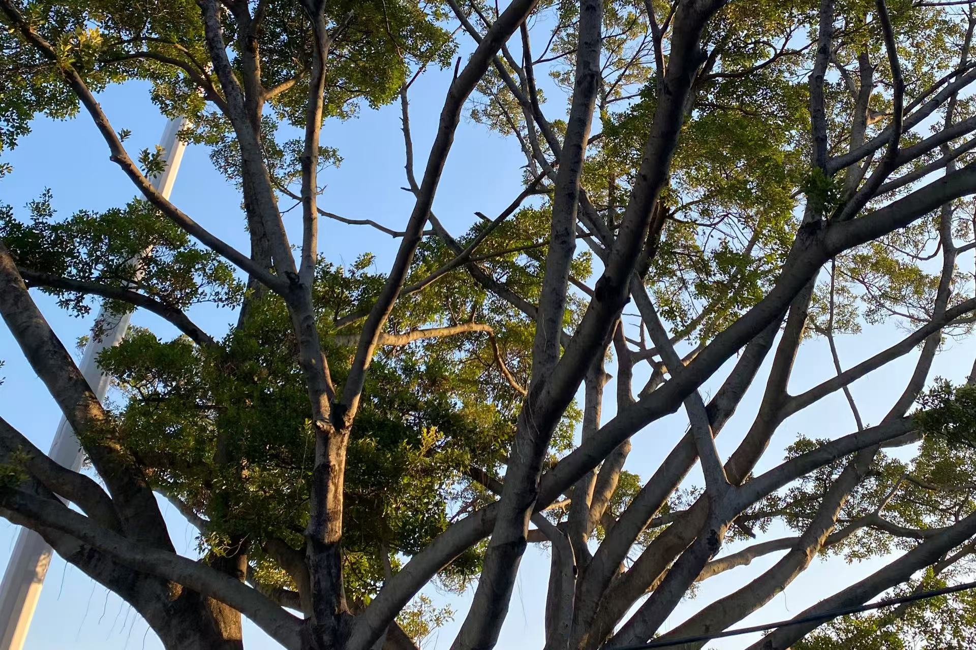 藍(lán)天大樹.jpg 藍(lán)天大樹.jpg